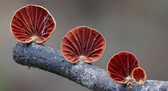 食用(yòng)菌“重茬”原因及防治