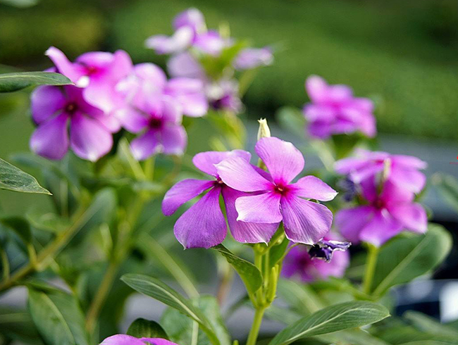 長(cháng)春花(huā)